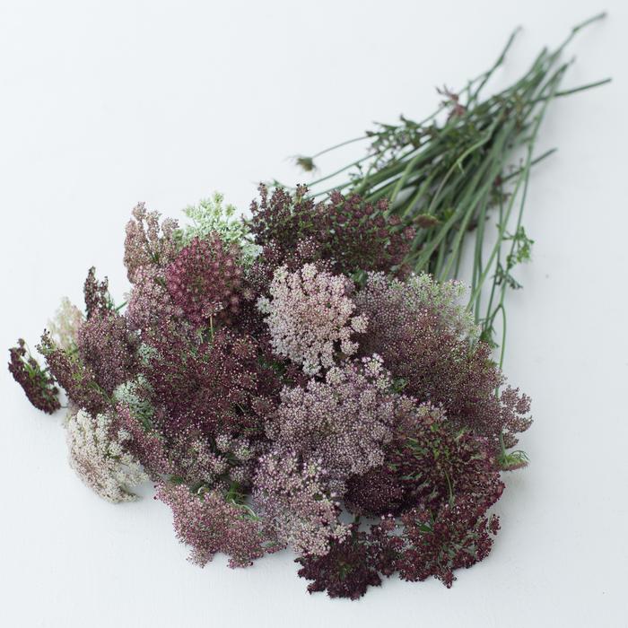 Floret_Chocolate-Lace-Flower_Dara_IMG_4541_700x700.jpg