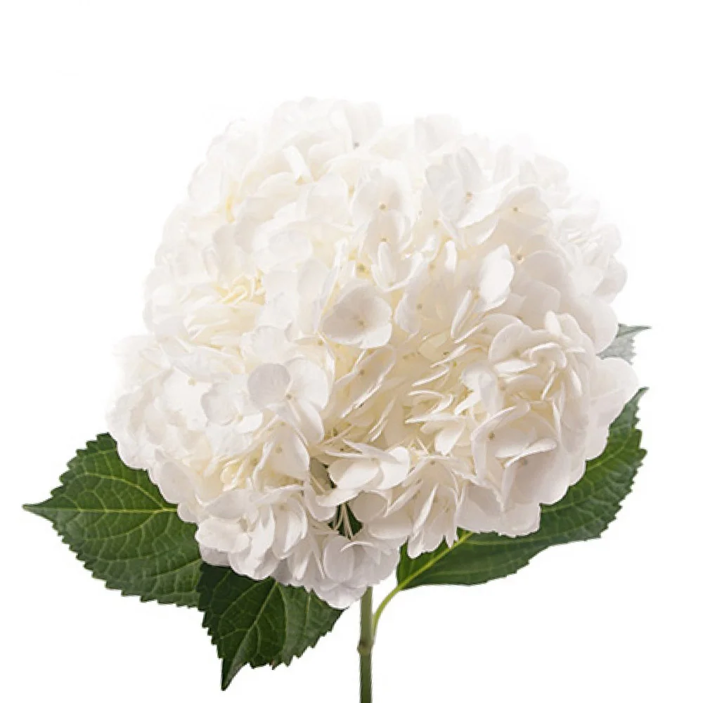 white-hydrangea.jpg
