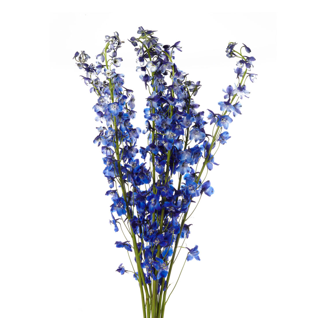 delphinium-dark_blue.jpg
