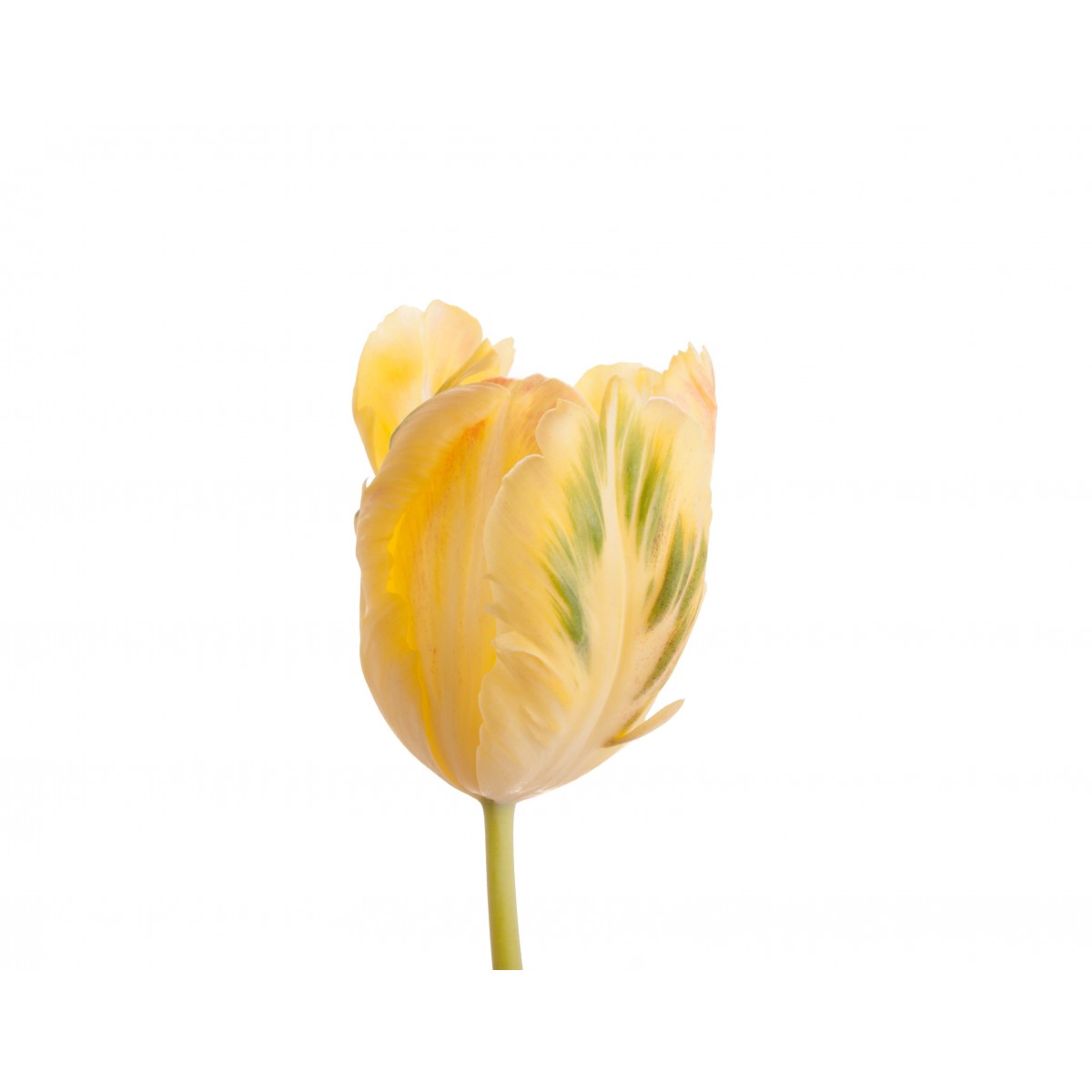 yellow-parrot-tulip-1_1.jpg
