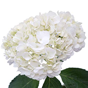 61OGyIDLHTL._SY355_.jpg