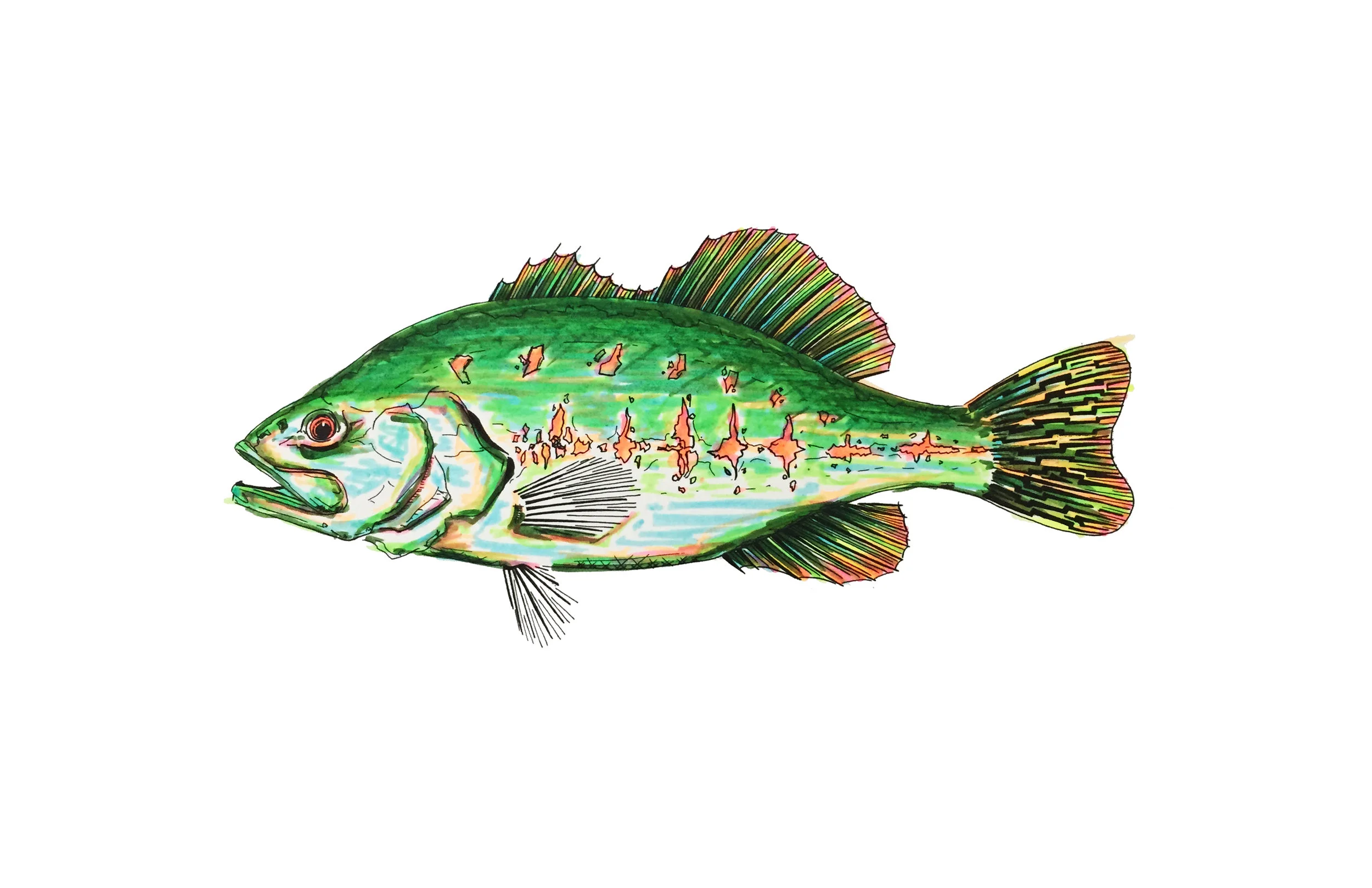 Largemouth_Color2.jpg