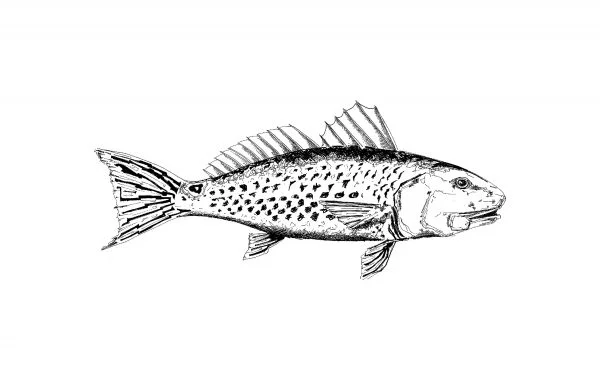 Redfish_print2-600x388.jpg