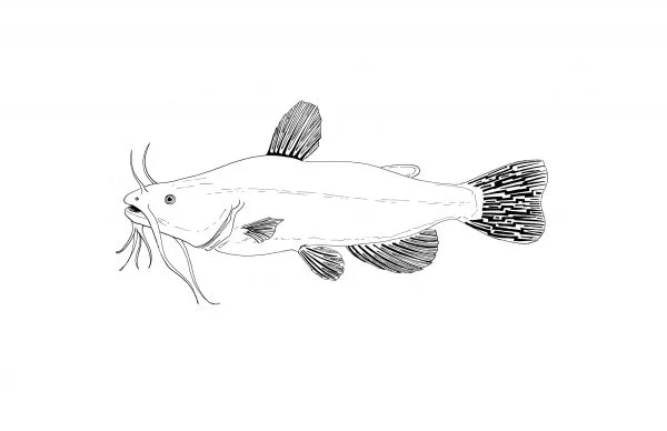 Catfish_print2-600x388.jpg