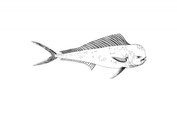 Dorado_print2-600x388.jpg