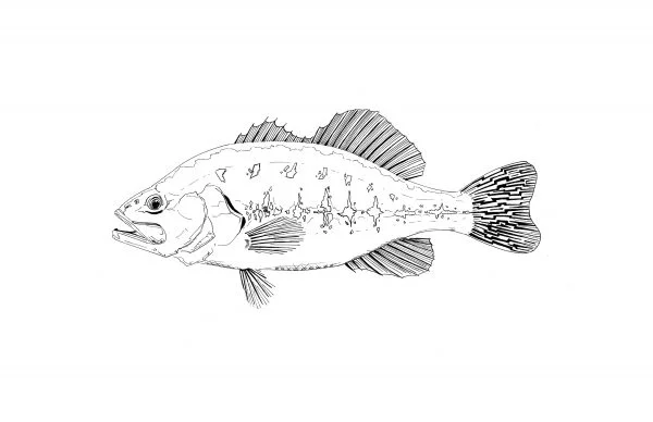 Largemouth_print2-600x388.jpg