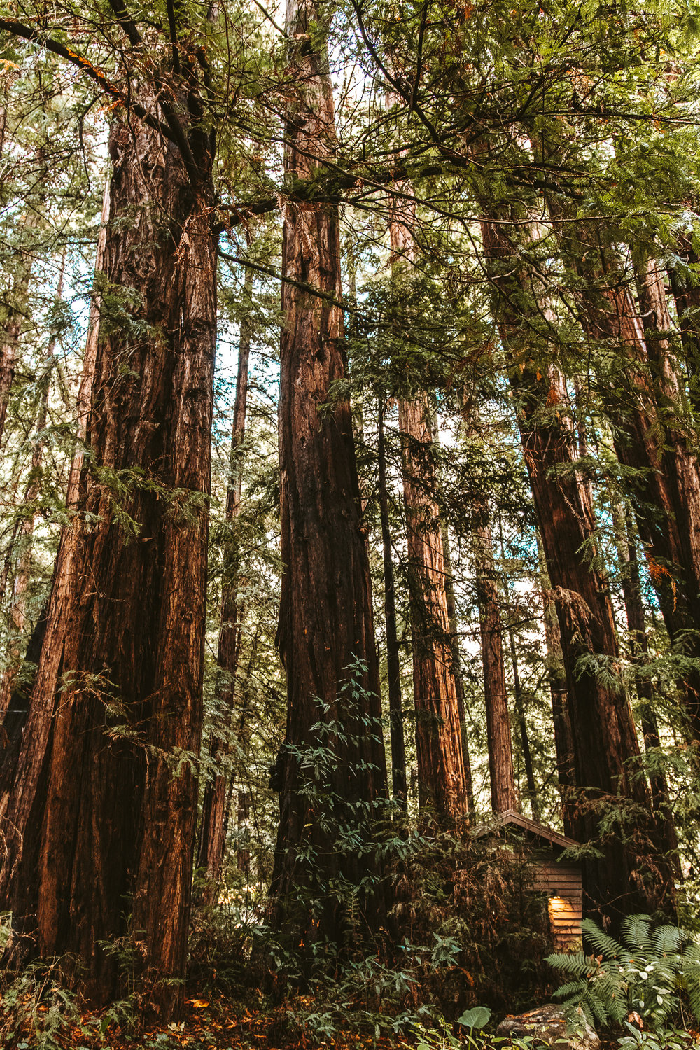 Glen Oaks Big Sur Cabin in the Redwoods | Cedar + Surf