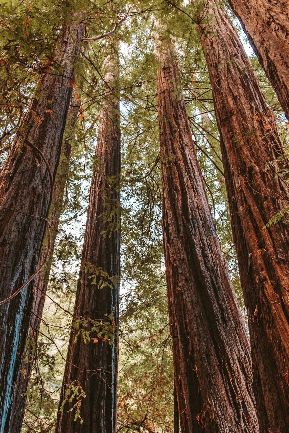 Redwood Grove Glen Oaks Big Sur Cabin  | Cedar + Surf