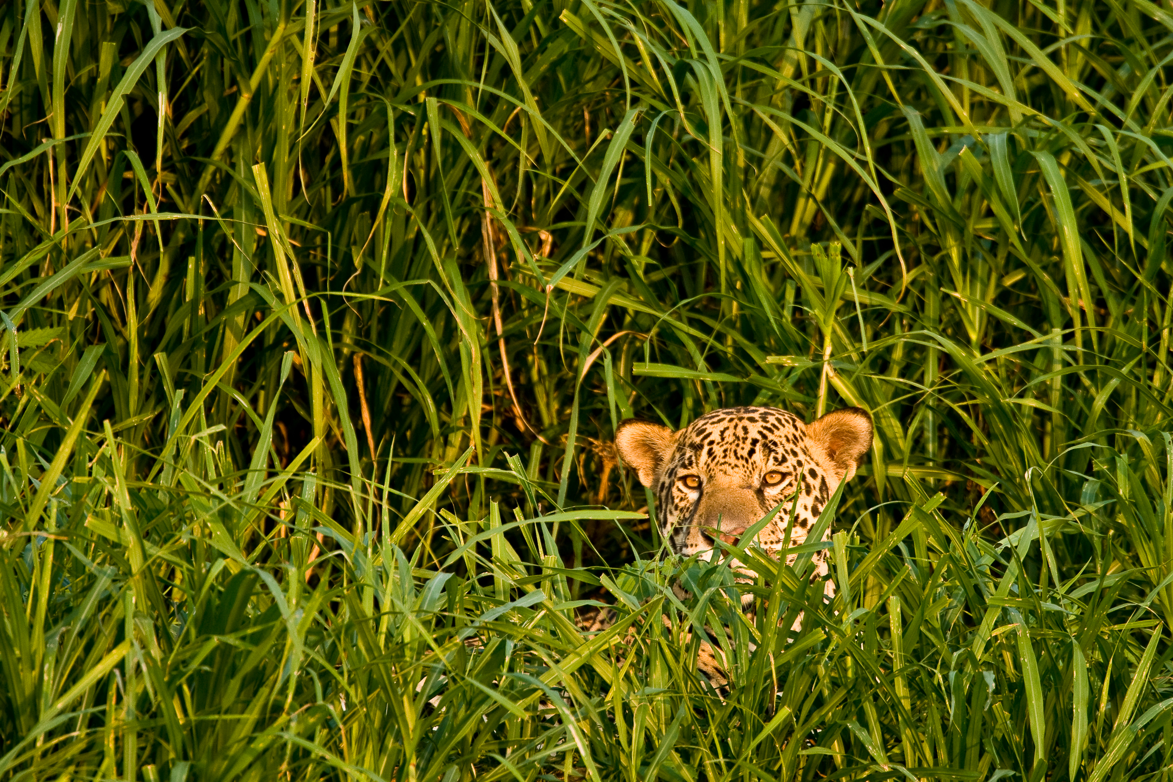 Medium_WW280608_natureplcom_Christophe Courteau_WWF.jpg