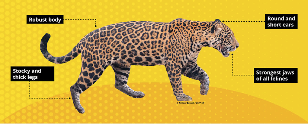 Jaguar Facts — November 29