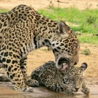 New Jaguar Cub Sparks Hope for Pantanal Recovery