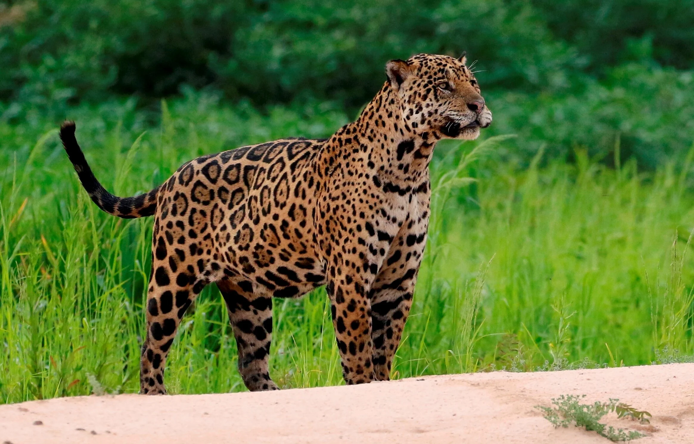 ஜாகுவர்களைப் பாதுகாக்கும் நோக்கத்துடன் நவம்பர் 29 - சர்வதேச ஜாகுவார் தினம் (November 29- International Jaguar Day) ஆக கடைபிடிக்கப்படுகிறது.