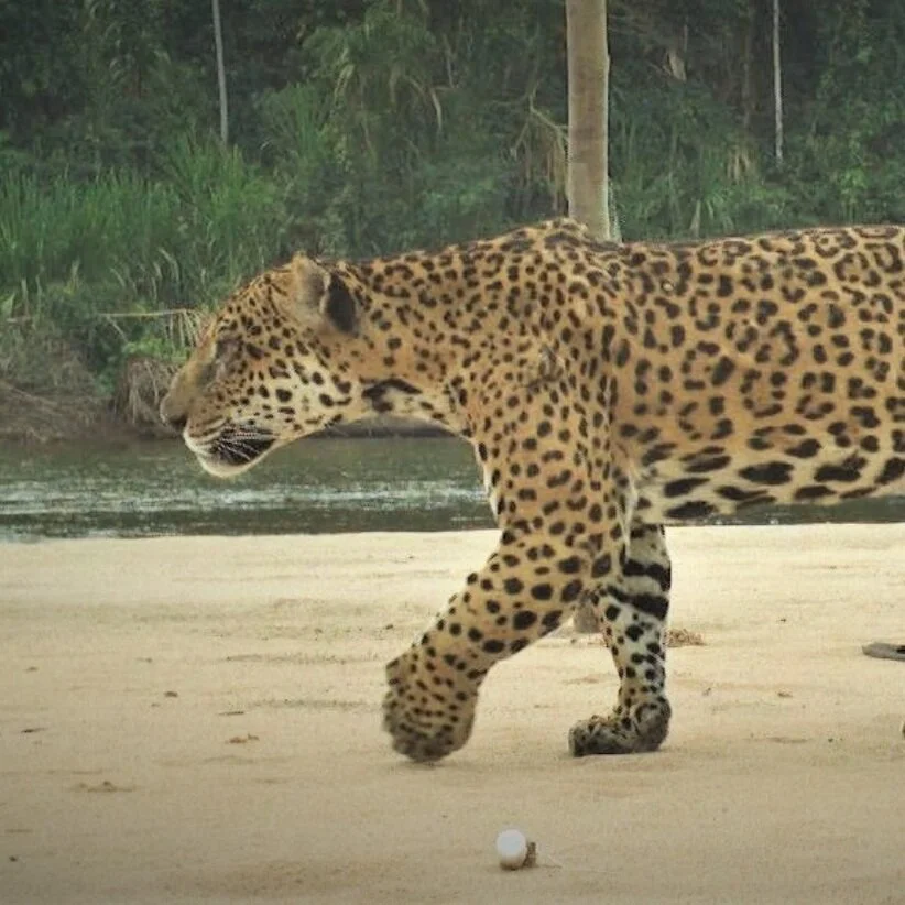 Collaborating for Jaguar Conservation