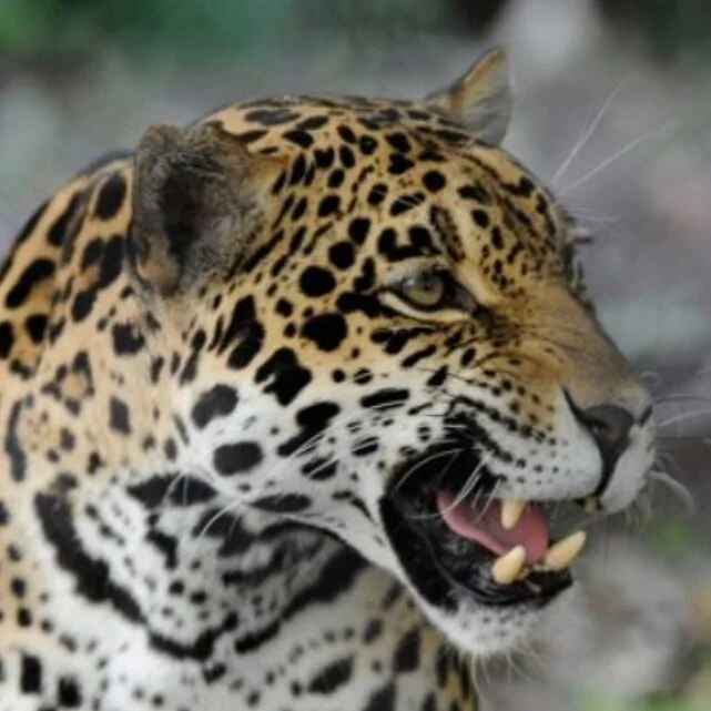 Jaguar Habitat Rediscovered in Arizona and New Mexico