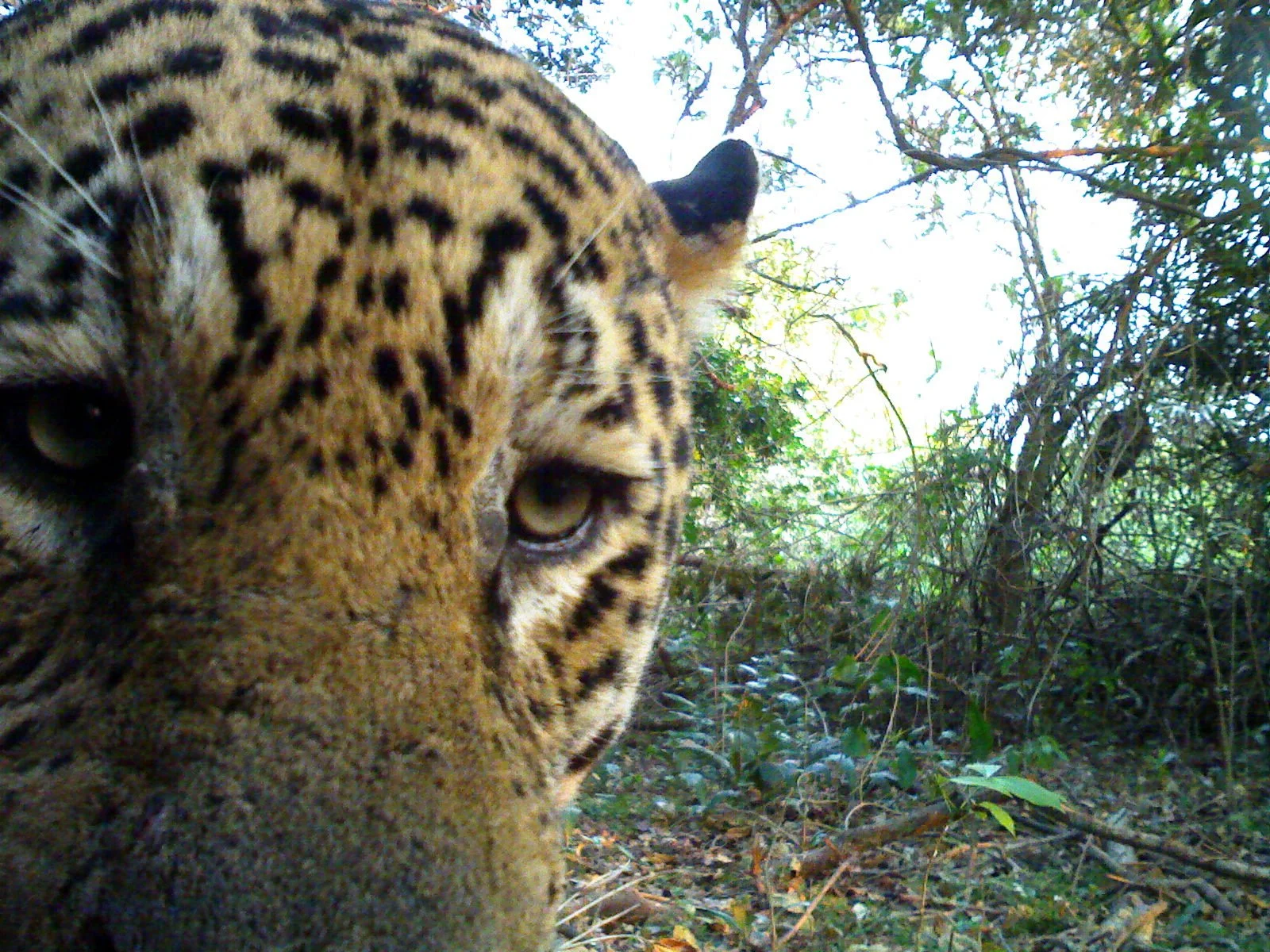 The Illegal Trade in Jaguars - El Comercio Ilegal de Jaguar - CITES