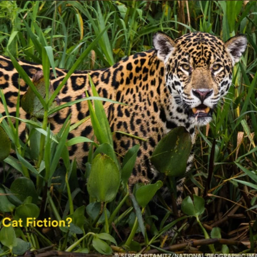 Cat Fact or Cat Fiction? Datos sobre Felinos: ¿Realidad o Ficción?