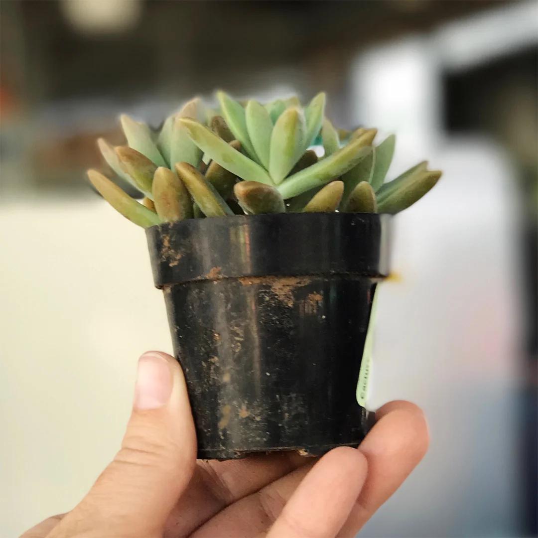 DIY Succulent Planter, DIY makeover, DIY home decor makeover, DIY at home project, home decor makeover project, home decor makeover project, before and after home decor makeover, BB Frosch, chalk paint DIY, chalk paint home decor makeover project, DIY home decor makeover inspiration, DIY home weekend project, easy DIY home decor