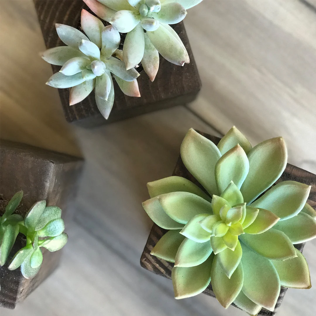 DIY Succulent Planter, DIY makeover, DIY home decor makeover, DIY at home project, home decor makeover project, home decor makeover project, before and after home decor makeover, BB Frosch, chalk paint DIY, chalk paint home decor makeover project, DIY home decor makeover inspiration, DIY home weekend project, easy DIY home decor