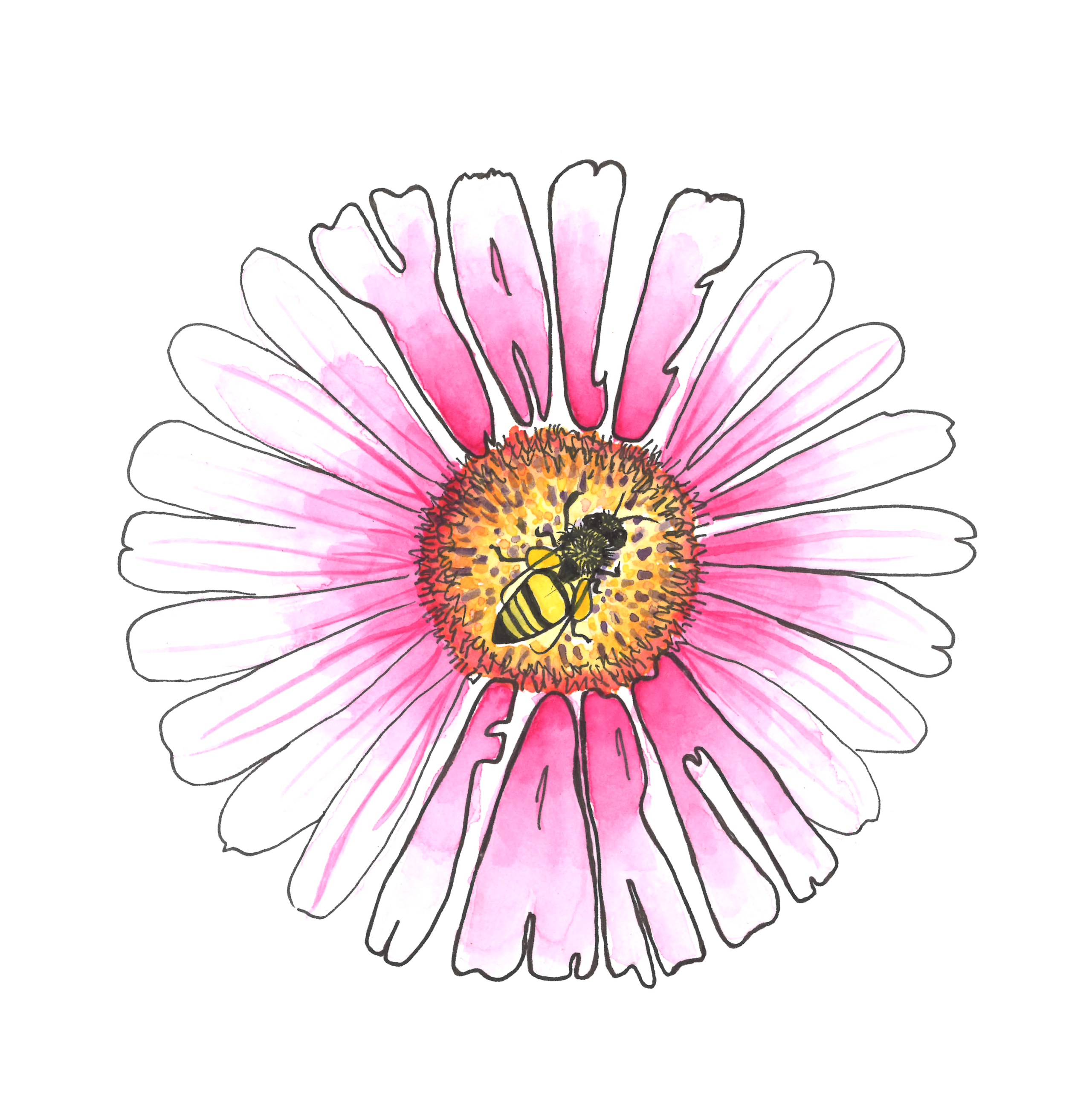  “Honeybee &amp; Flower” by Drew Vallero, Stanford '22 