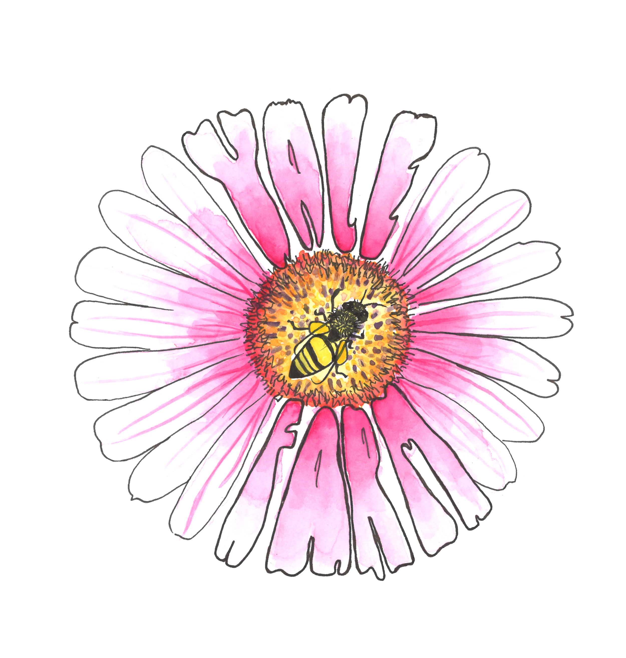 “Honeybee & Flower” by Drew Vallero, Stanford '22