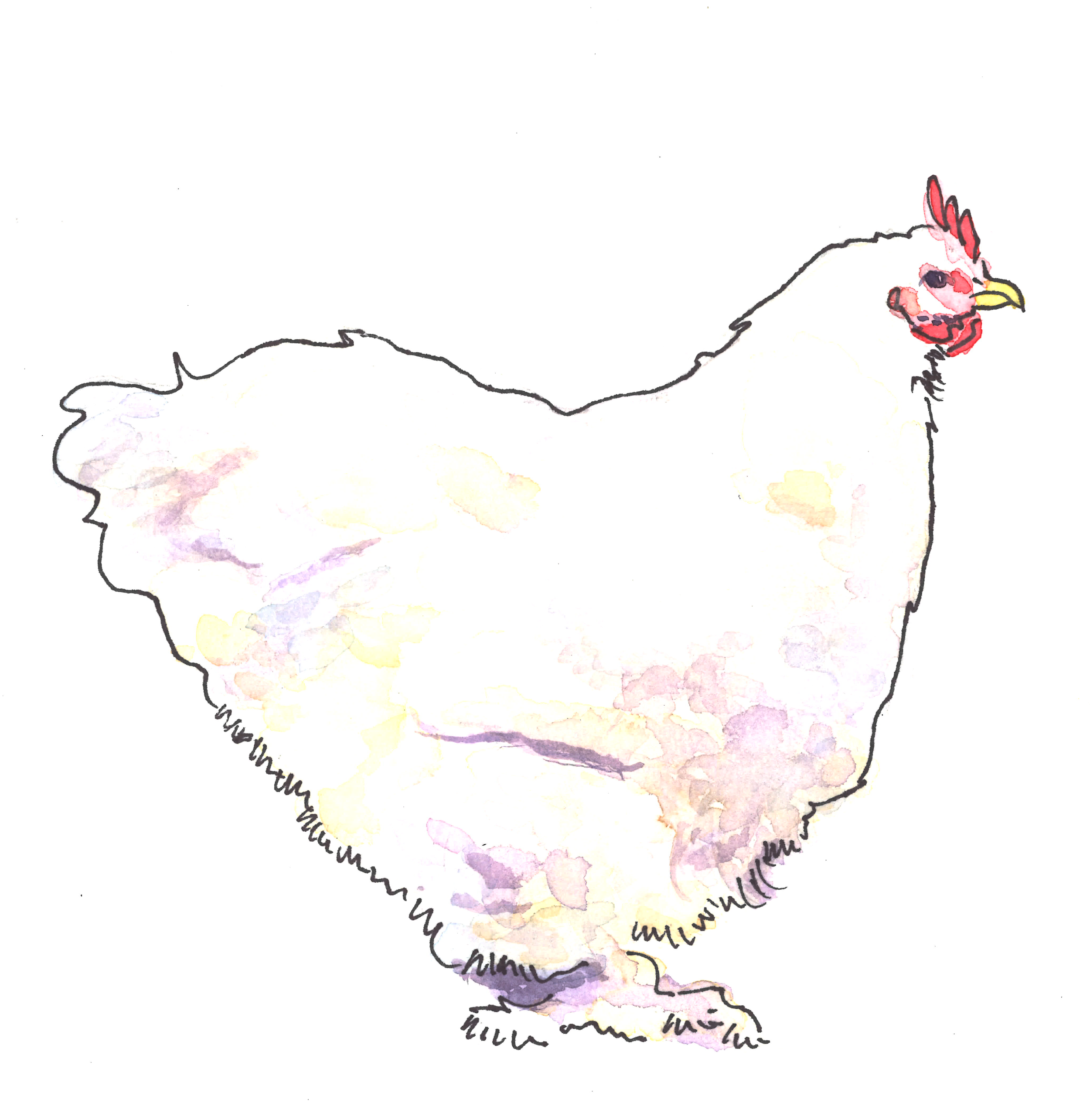 “Rhode Island White” by Drew Vallero, Stanford '22