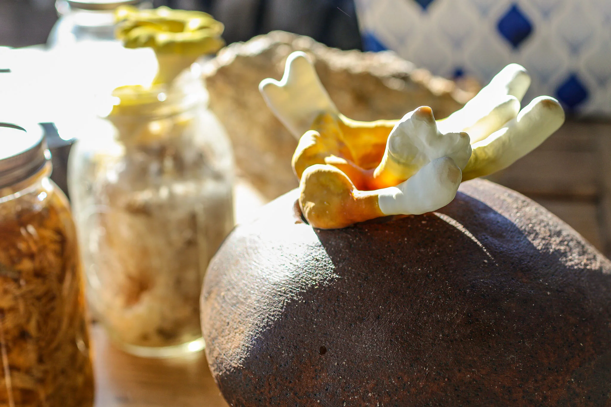 kneaded 2 know: Sam Shoemaker on the Mysteries of Fungi