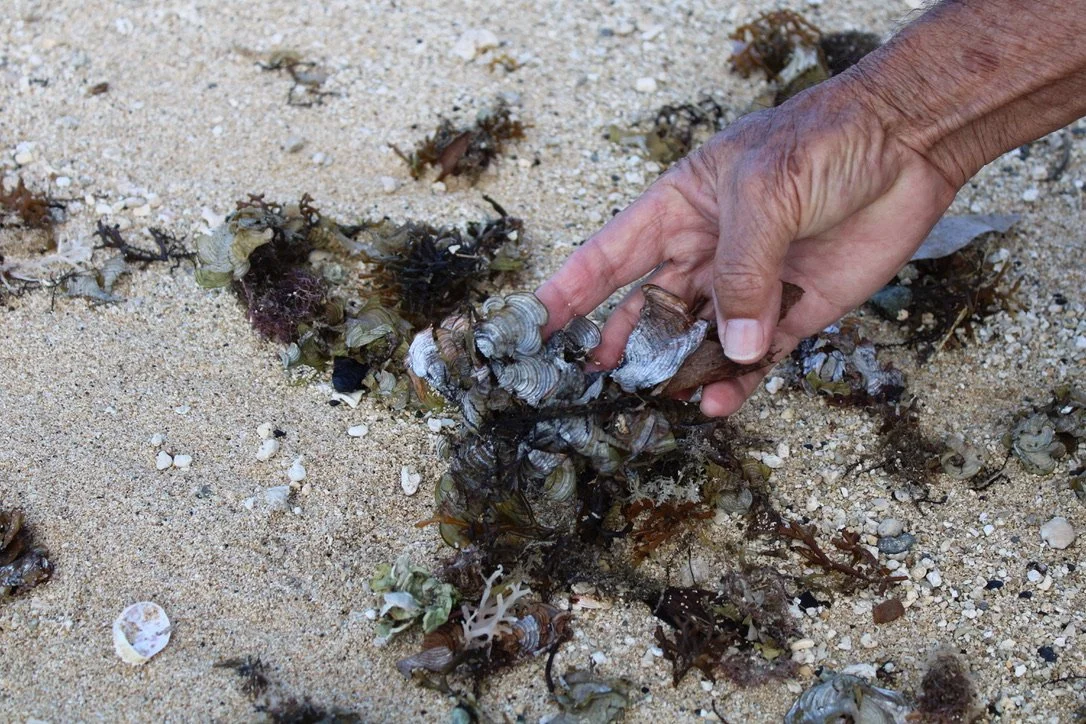 GFF Grace Cajski Explains Her Project that Explores Hawaiian Fishpond Aquaculture
