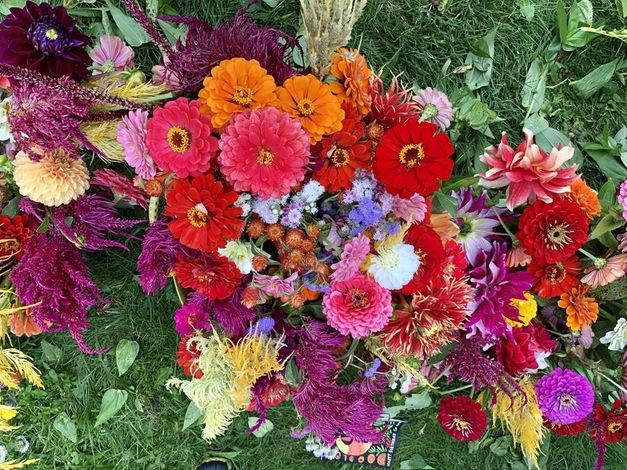 YSFP Newsletter: New Year, New Job Opportunites!