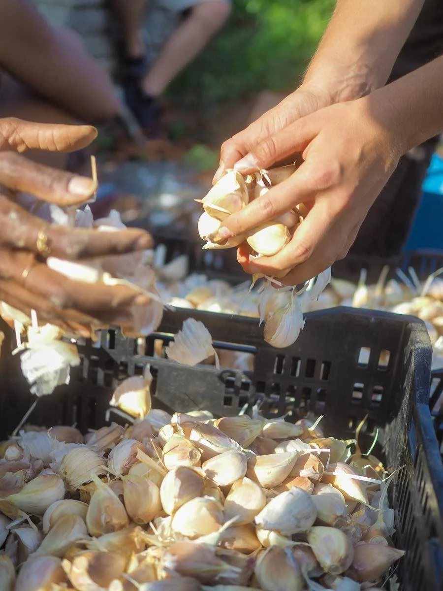 YSFP Newsletter: Happy Holidays!