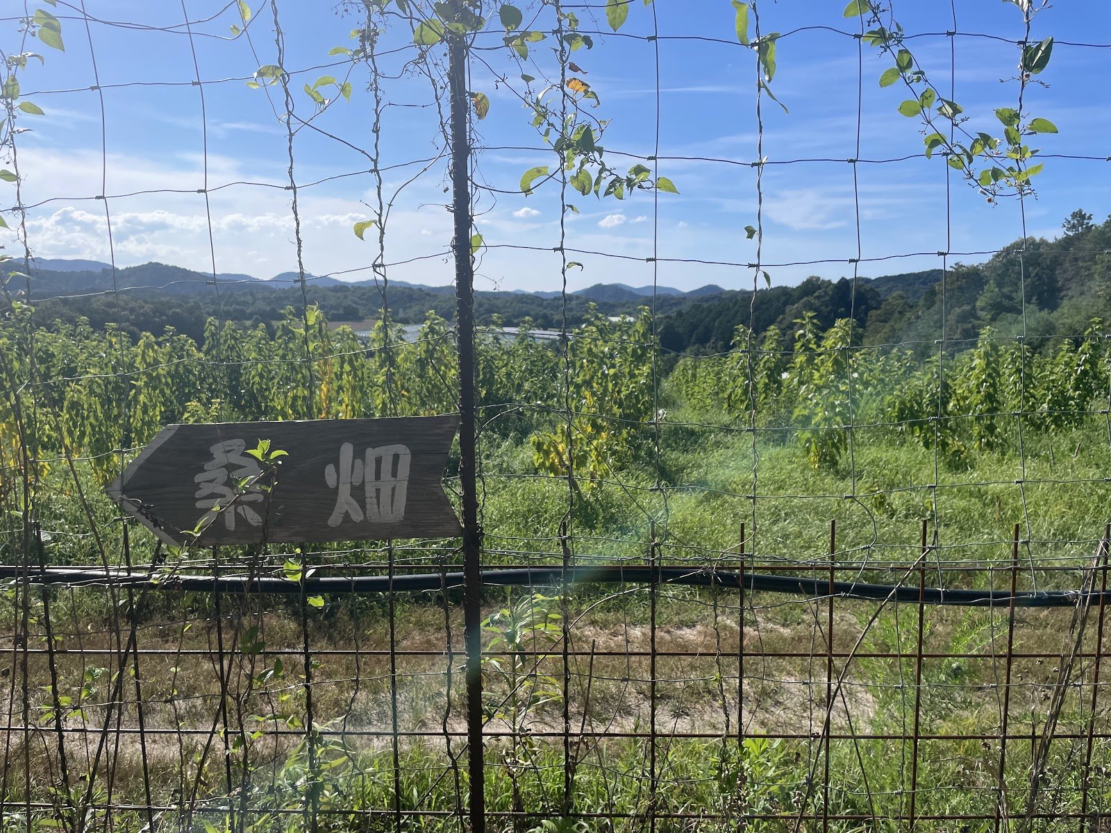 A wide, wide hill of mulberry plants.