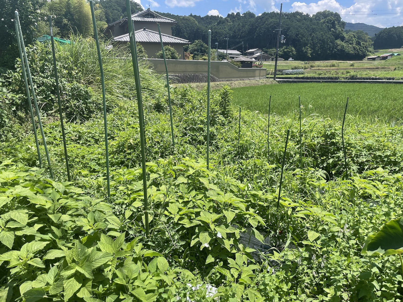 The Yoshinagas’ vegetable farm.  