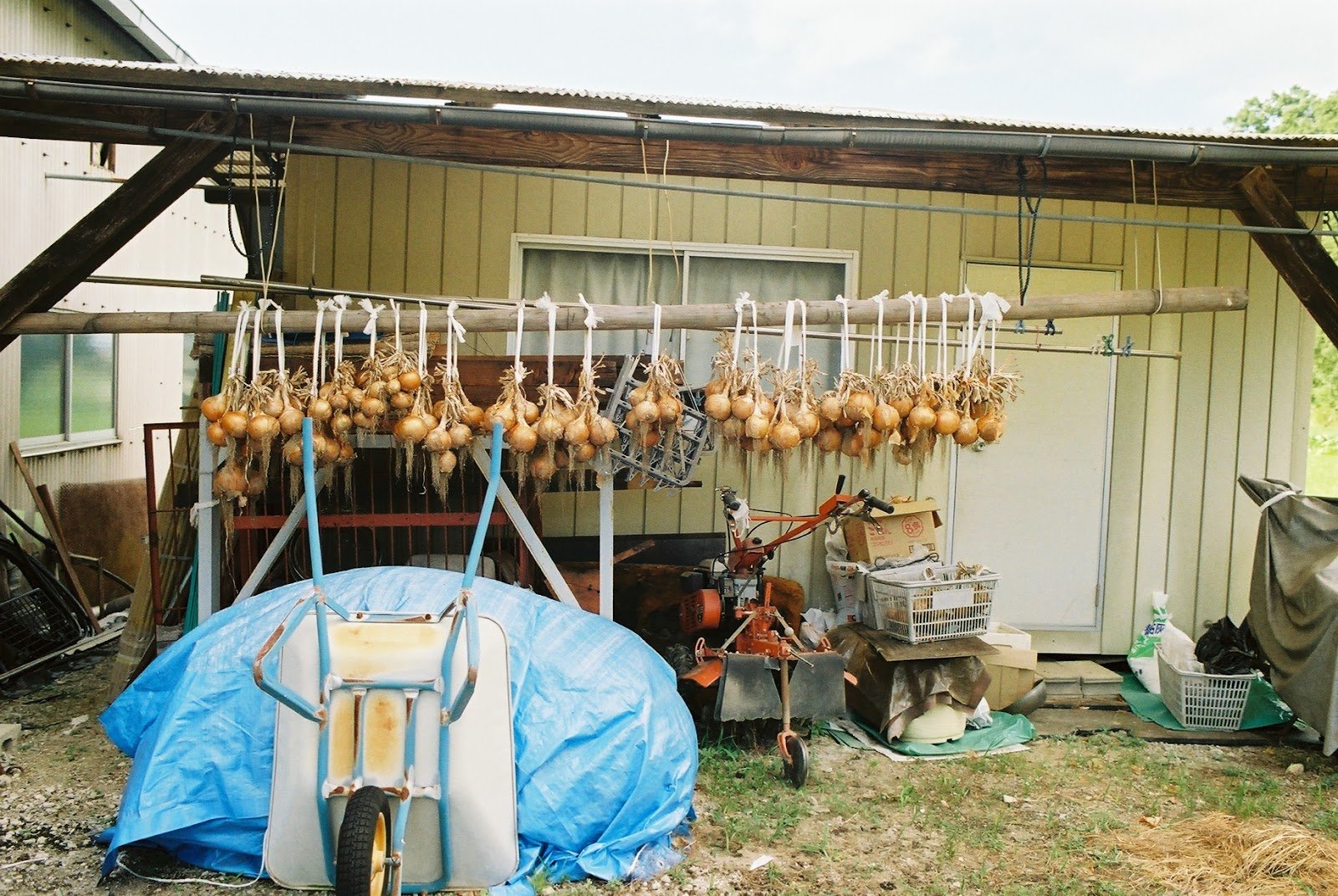  Many households conserved their farm-grown onions by hanging them like this. 