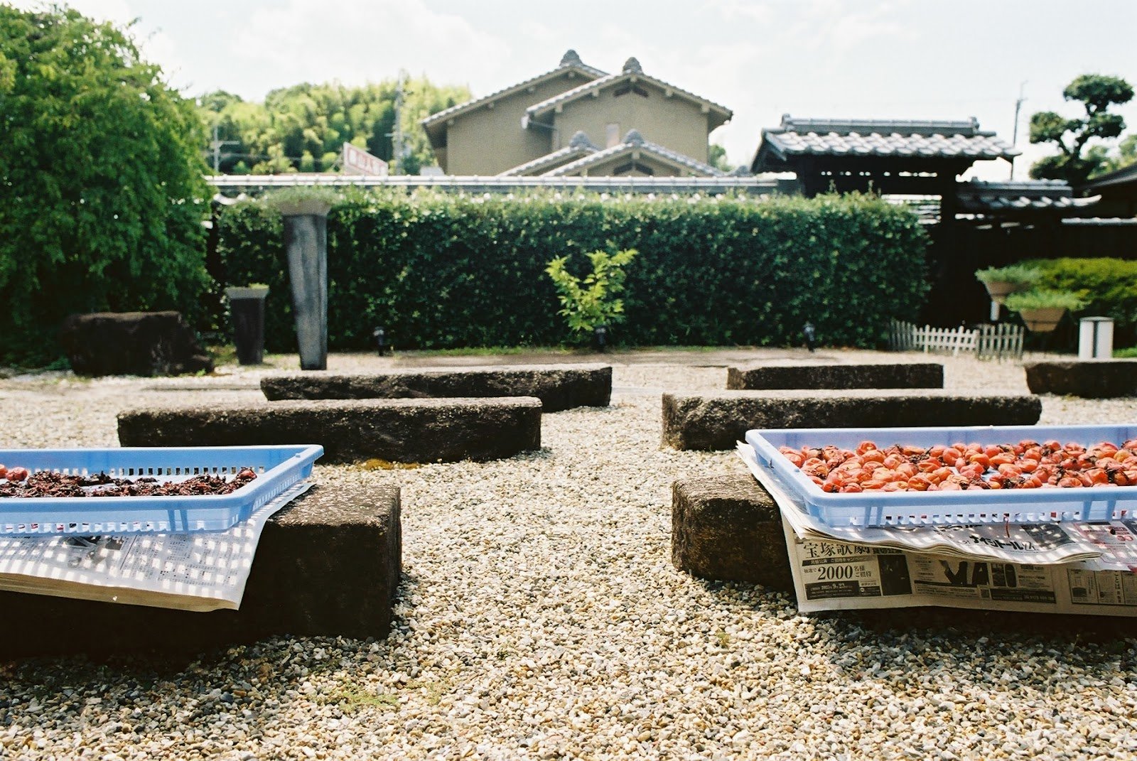  Chef Yoshinaga explained the timeline of the Japanese plum, from harvesting in late May to June, to the final preservation method.&nbsp;  It is an age-old routine that truly respects the seasons.  