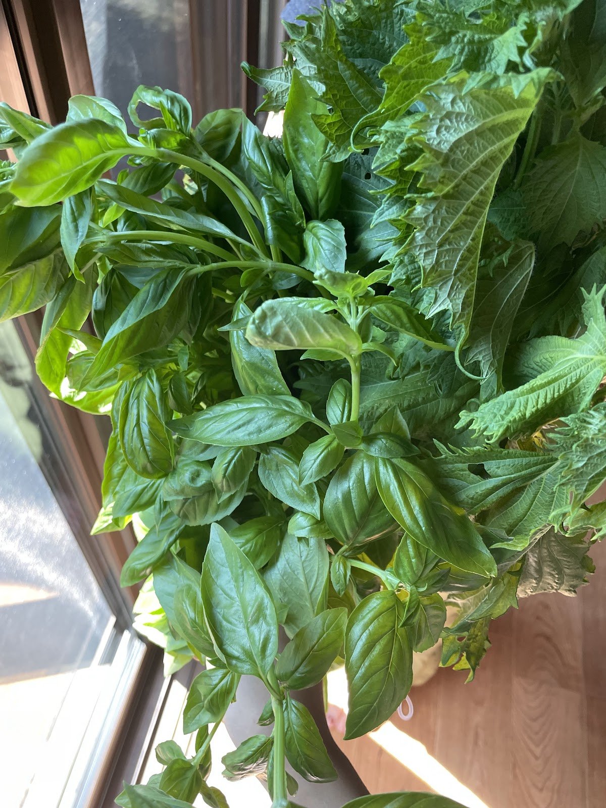  With the basil they gave me, I made pesto for the kind family. 