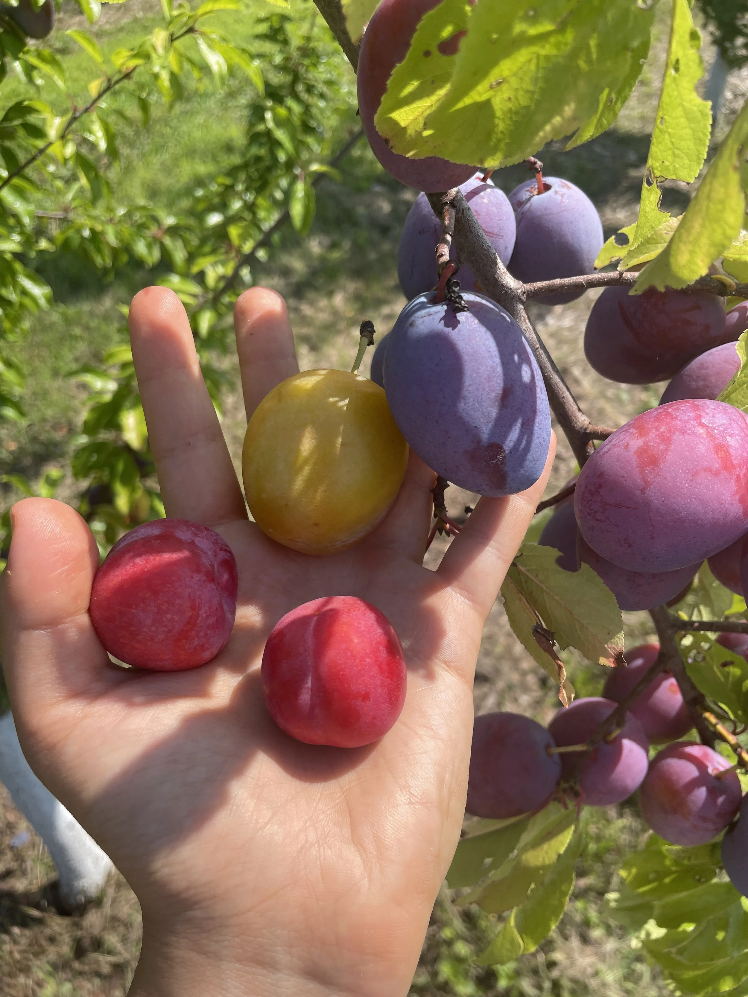 Tree crops for whom? The socio-ecological implications of agroforestry on farmscapes in the Northeast | GFF '24