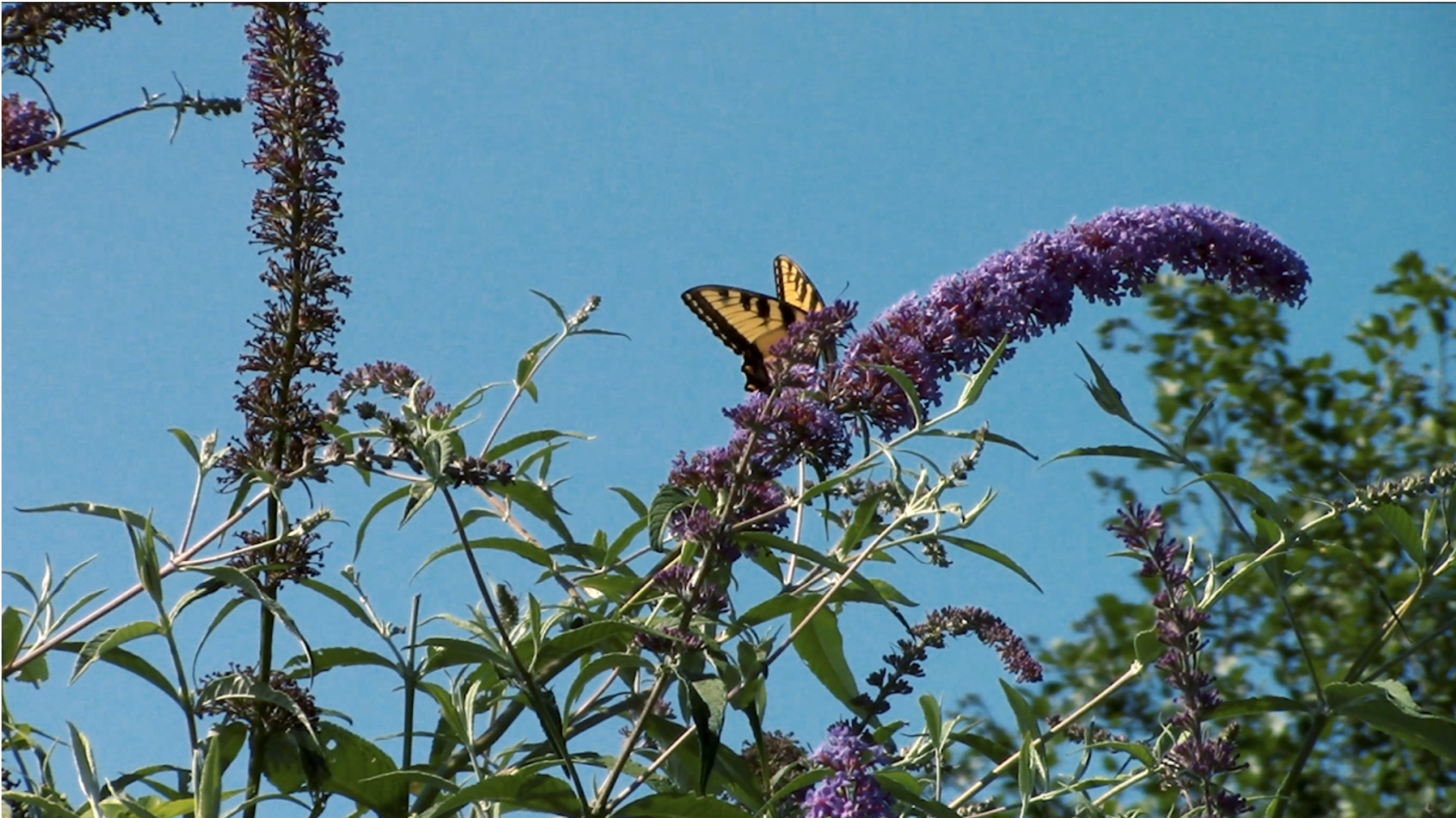 Reimagining the Future of Sustainable Food:  A Short Film on Agricultural Innovation | LSI ’25