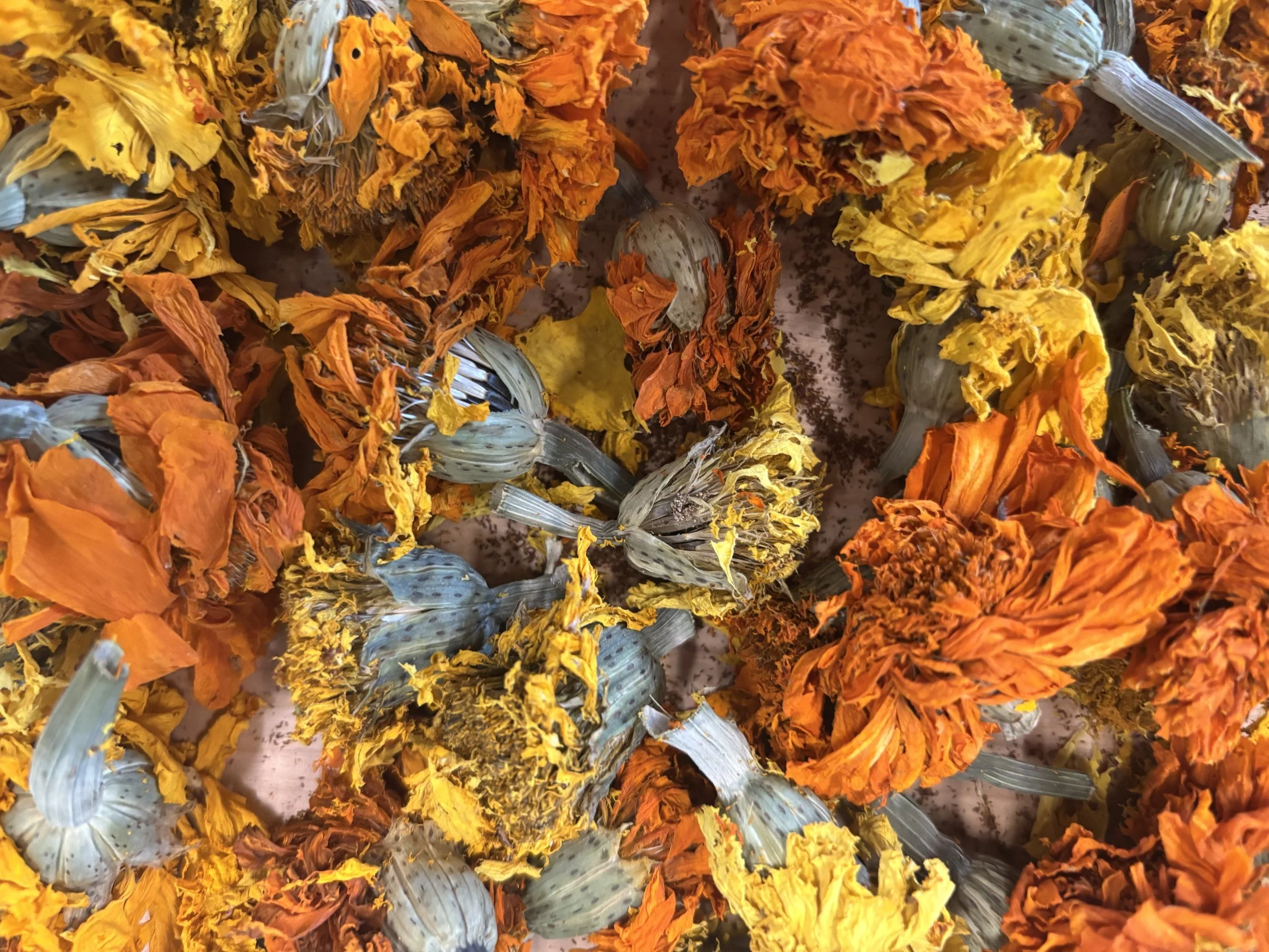 Black Hair Care and Land | LSI ’25