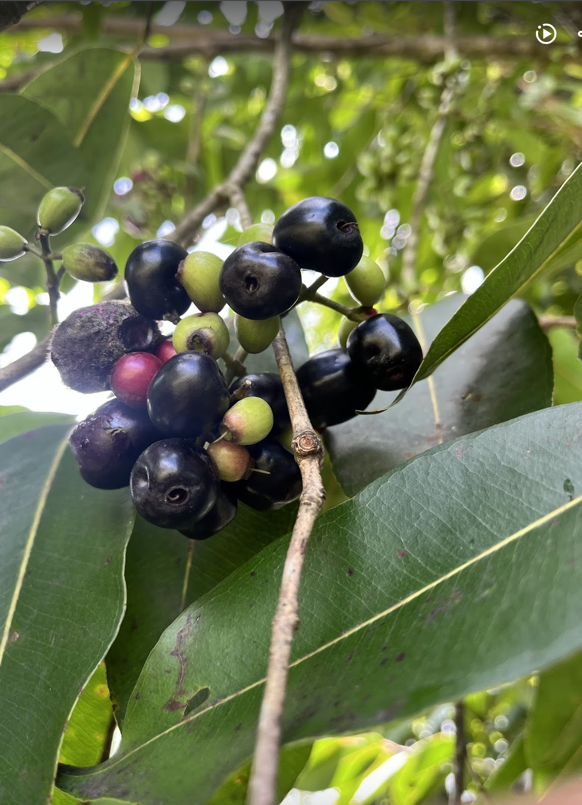   Jamun berries: cardamom flavor and immense stain potential.  Photo by Sian Auer. 