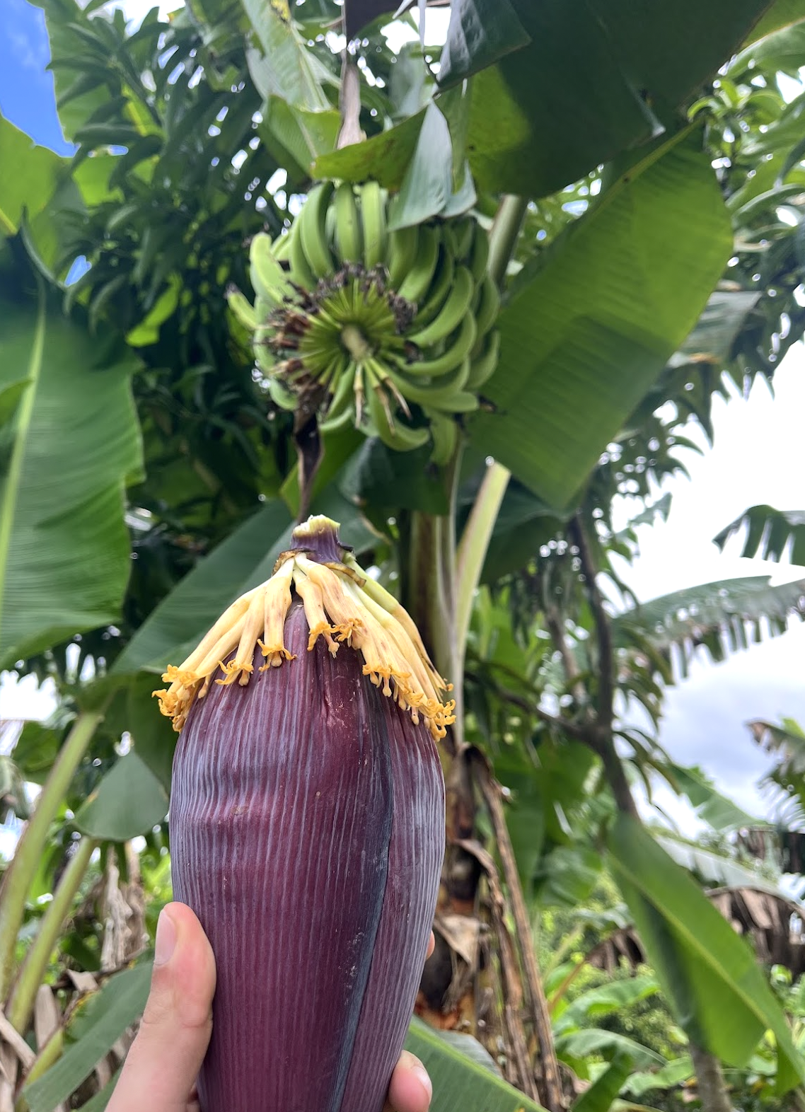   Empress purple plantain flowers, freshly pruned to promote growth.  Photo by Sian Auer 