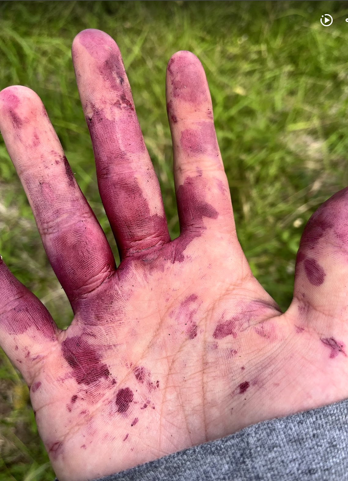   Jamun berries: cardamom flavor and immense stain potential.  Photo by Sian Auer. 