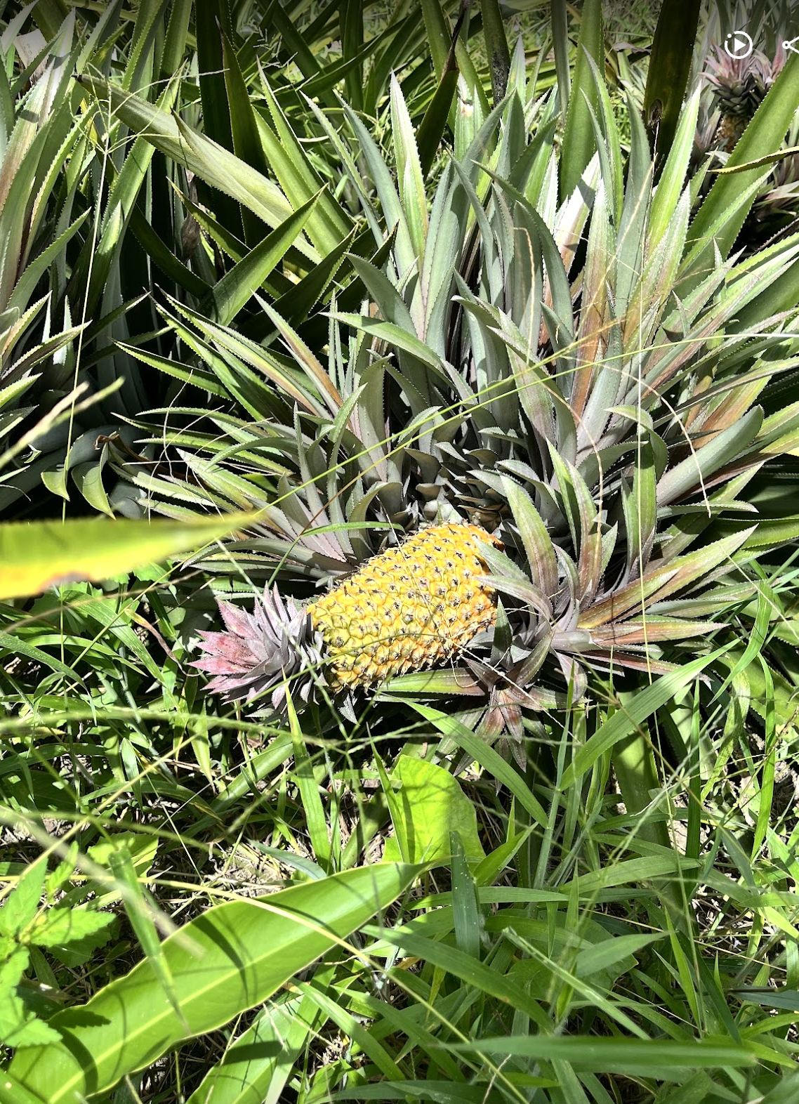   Montserrat pine hiding in the bushes . Photo by Sian Auer 