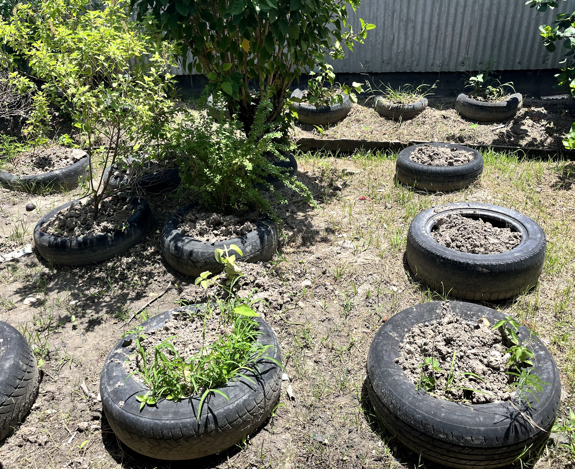   Tires turned to planters —no waste on a farm.  Photo by Sian Auer.  