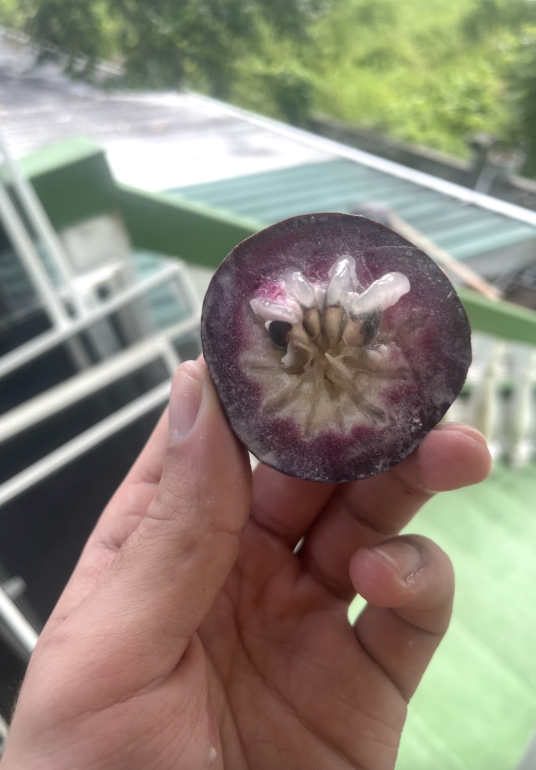   Star apple, a milky fruit native to the Caribbean.  Photo by Sian Auer.  