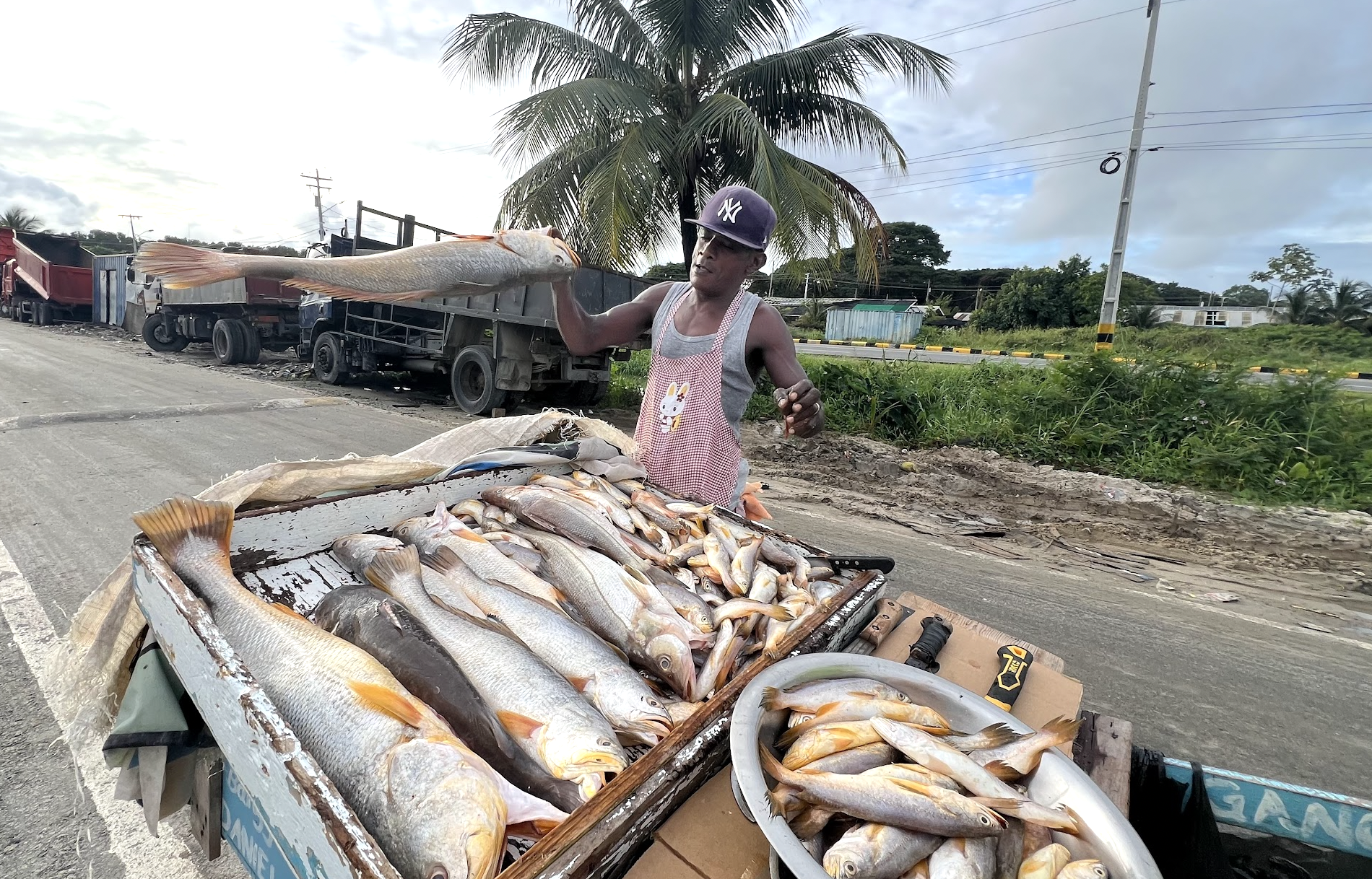   Uncle Gano’s fish cart loaded with snapper.  Photo by Sian Auer.  