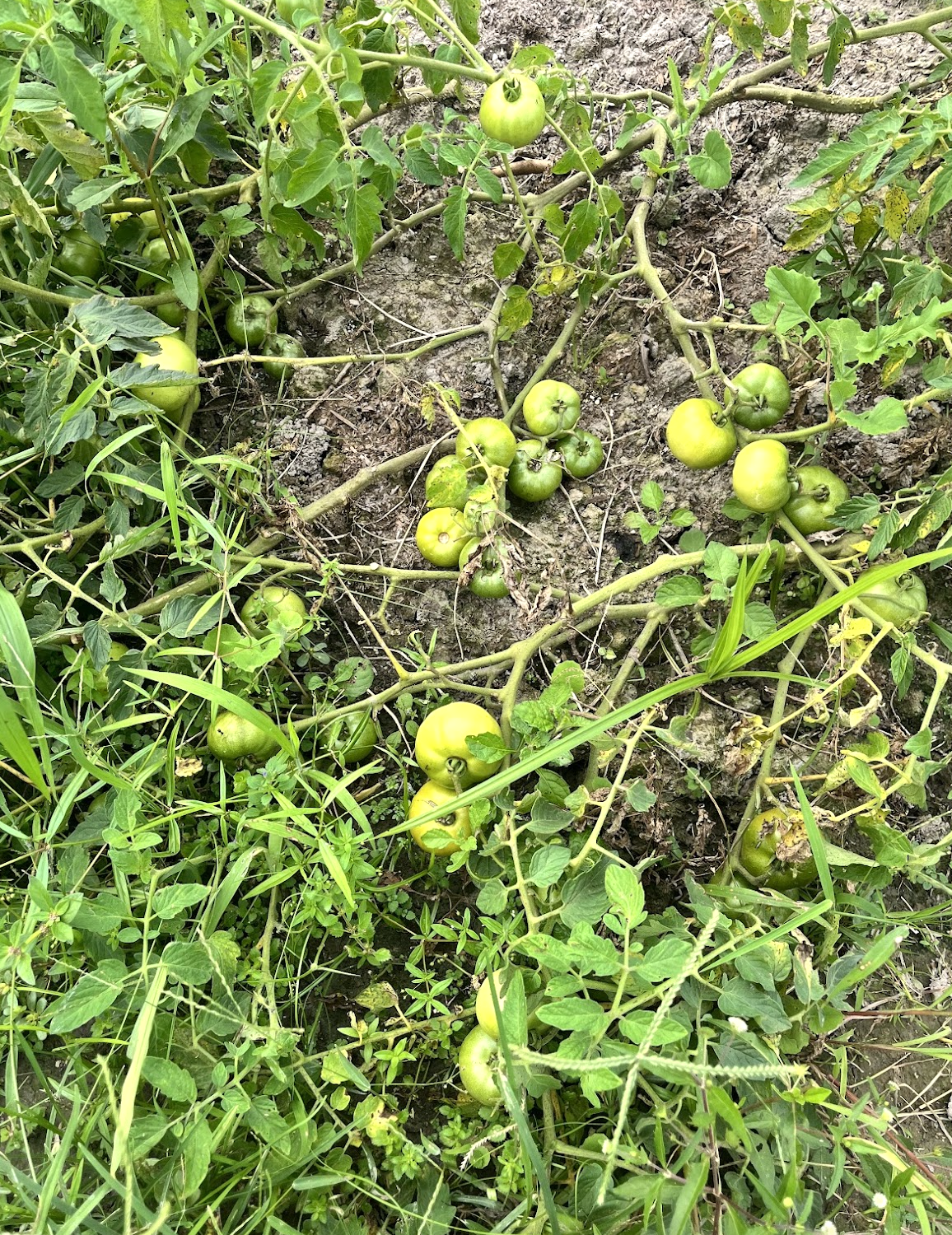   Green tomatoes for chutney.  Photo by Sian Auer.  
