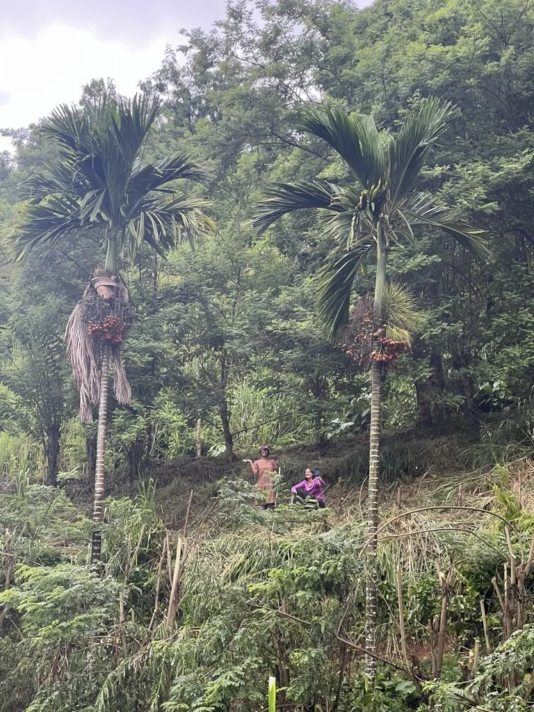  Volunteers at Buena Fruta Farm posing on top of a new set of conuco mounds being built. 