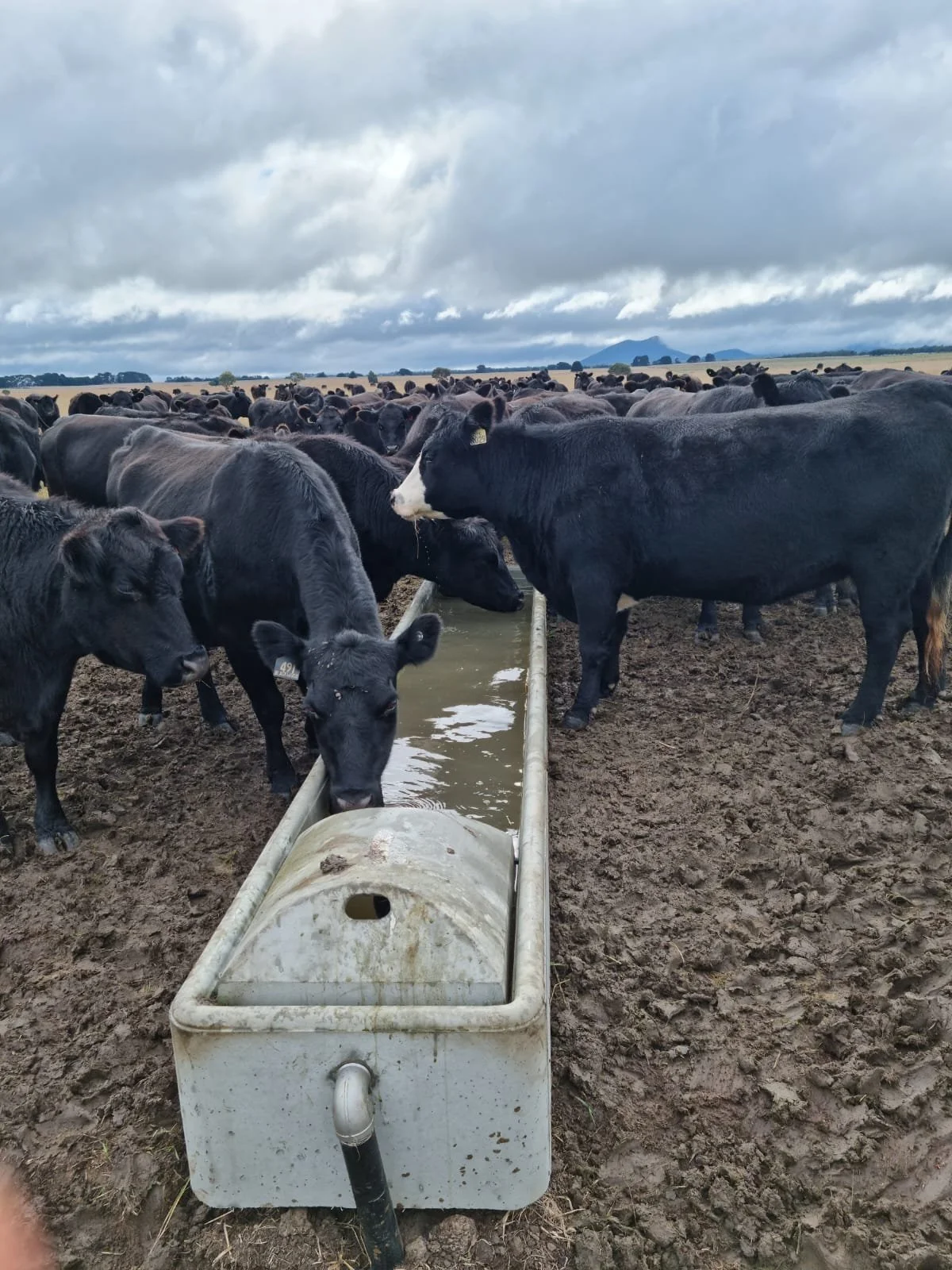 WhatsApp Image 2022-02-16 at 3.05.01 PM (1).jpeg