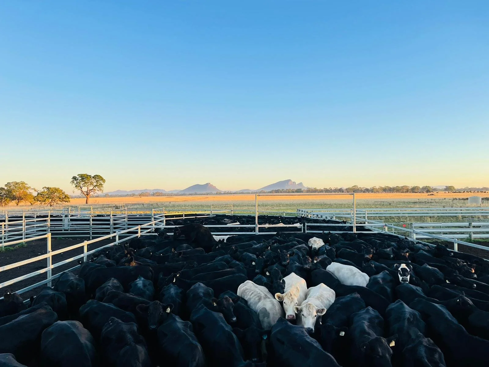 WhatsApp Image 2022-03-03 at 7.48.25 AM.jpeg