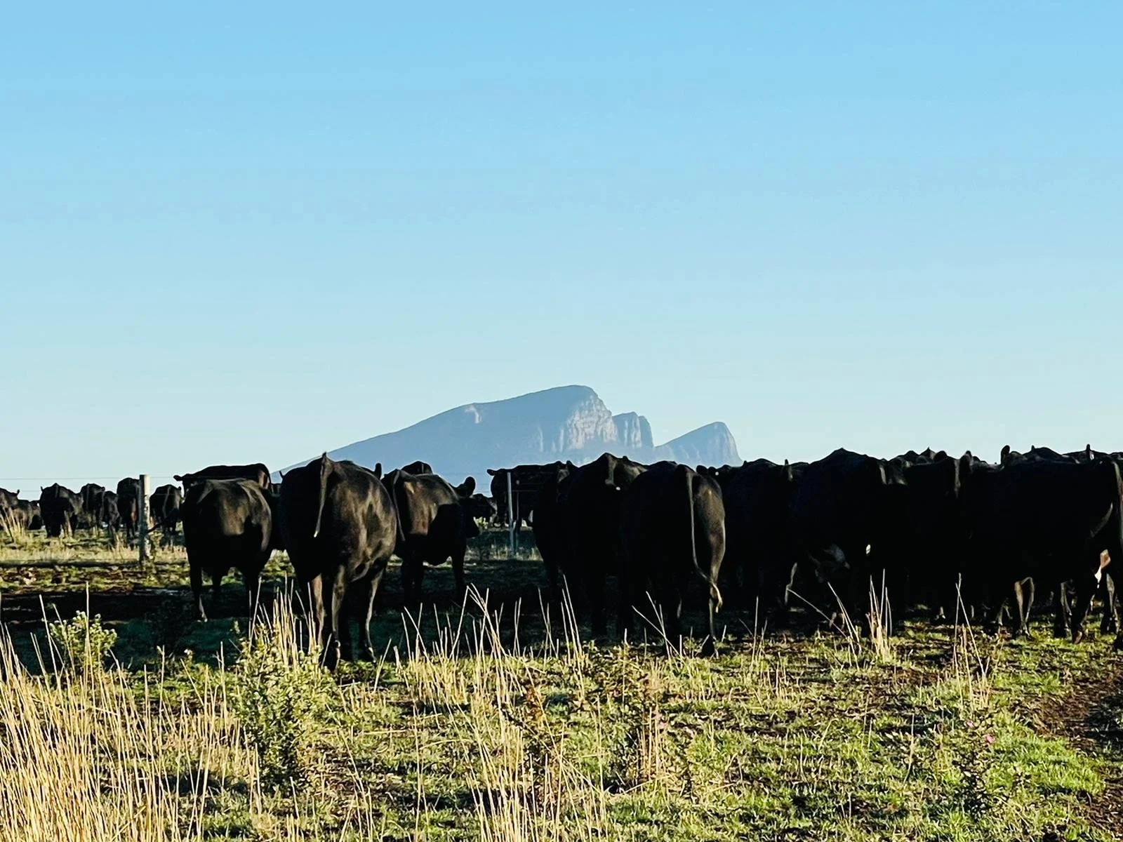 WhatsApp Image 2022-03-03 at 8.03.50 AM.jpeg