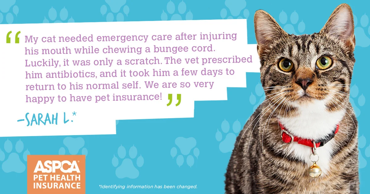15HGI023_TestimonialGraphic_Facebook_Cat_1200X630_1200.jpg